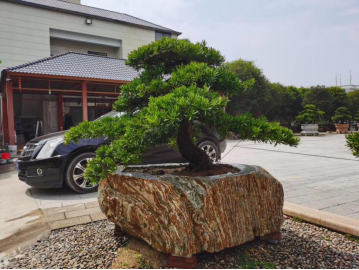 晏輝：用石材做的花盆真的人見(jiàn)人愛(ài)，每一款都獨(dú)具味道